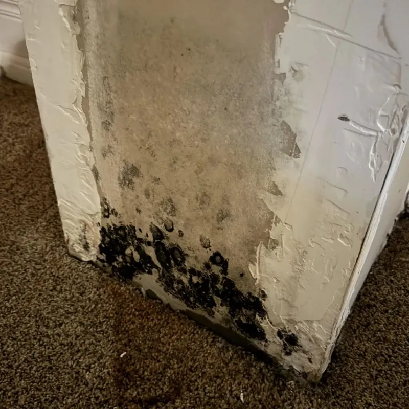 Professional Mold Removal in Mansfield, PA